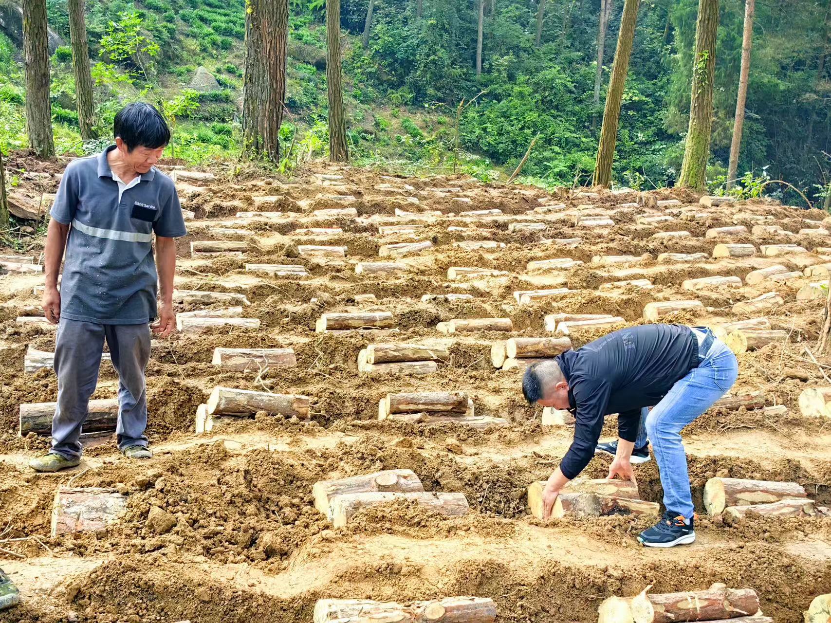 發展林下產業 壯大農村新型集體經濟
